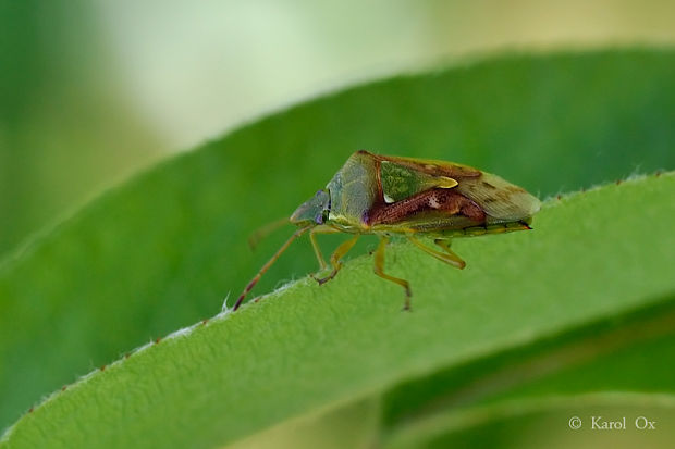 bzdocha Cyphostethus tristriatus Fabricius, 1787