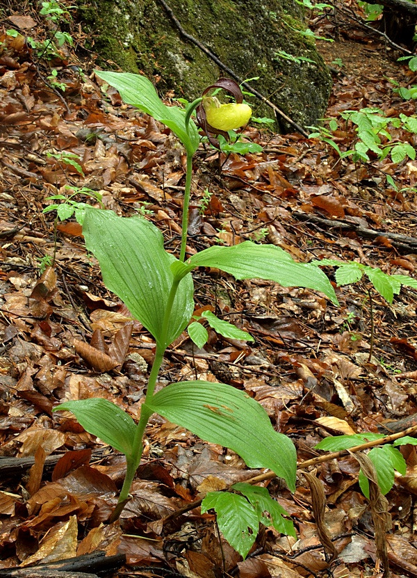 črievičník papučkový Cypripedium calceolus L.