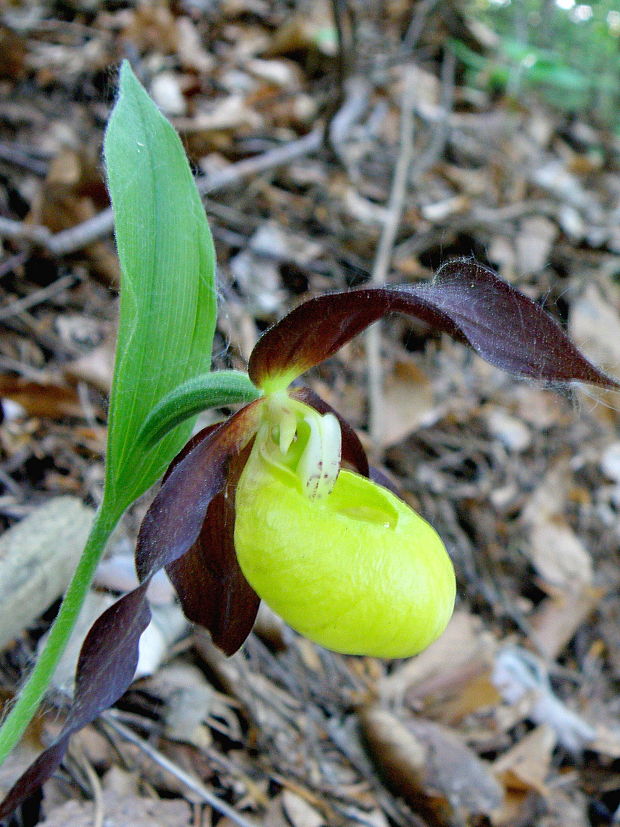 črievičník papučkový Cypripedium calceolus L.