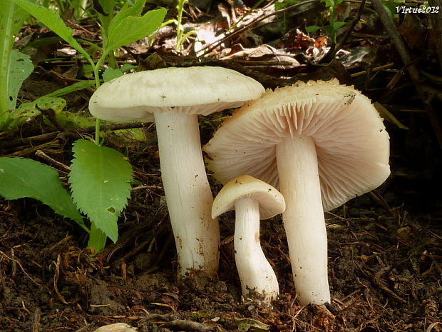 hodvábnica jarná Entoloma clypeatum (L.) P. Kumm.