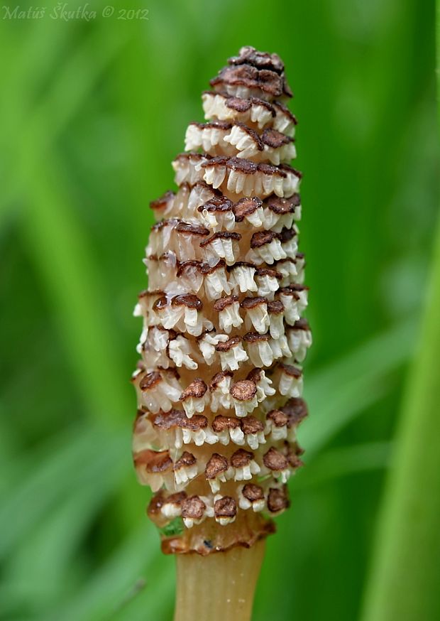 praslička Equisetum sp.