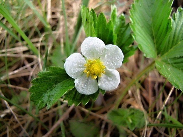 jahoda obyčajná Fragaria vesca L.