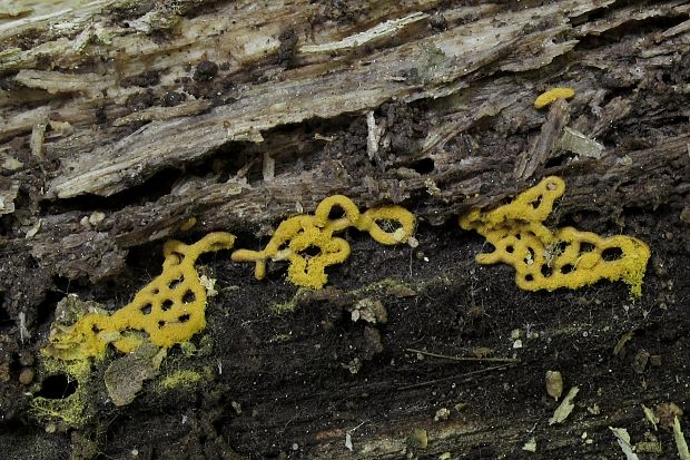 slizovka Hemitrichia serpula (Scop.) Rostaf.