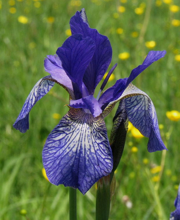 kosatec sibírsky Iris sibirica L.