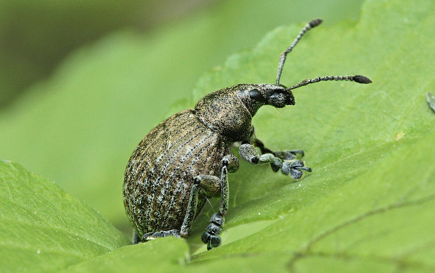 krovinár kockovaný Liophlocus tessulatus