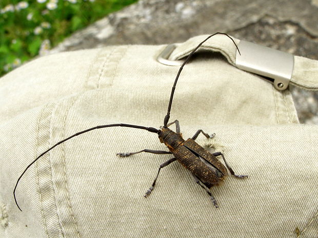 vrzúnik sosnový Monochamus galloprovincialis ,Cerambycidae