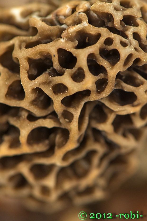 smrčok jedlý Morchella esculenta (L.) Pers.