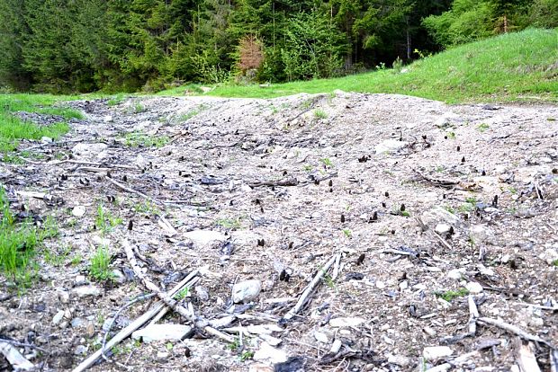 smrčok pražský Morchella pragensis Smotl.