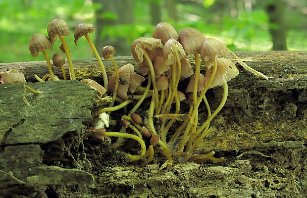 prilbička žltohlúbiková Mycena renati Quél.