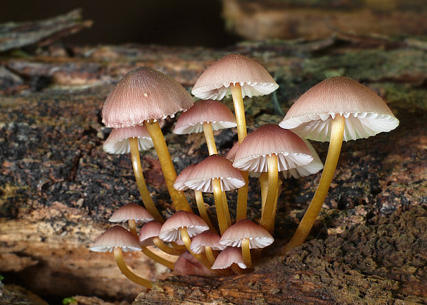 prilbička žltohlúbiková Mycena renati Quél.