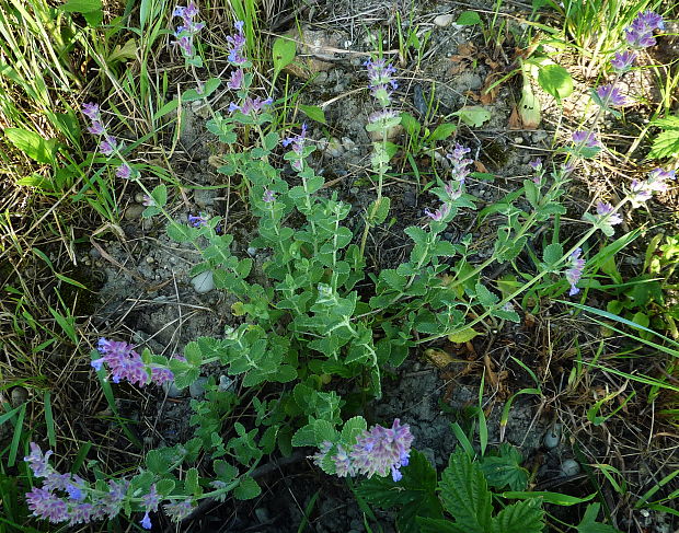 kocúrnik  mussiniho Nepeta racemosa Lam.