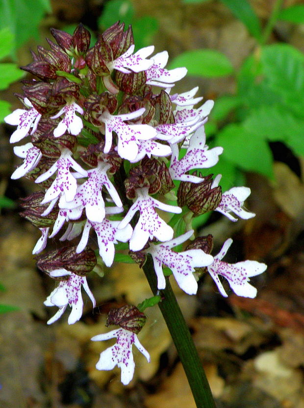 vstavač purpurový Orchis purpurea Huds.