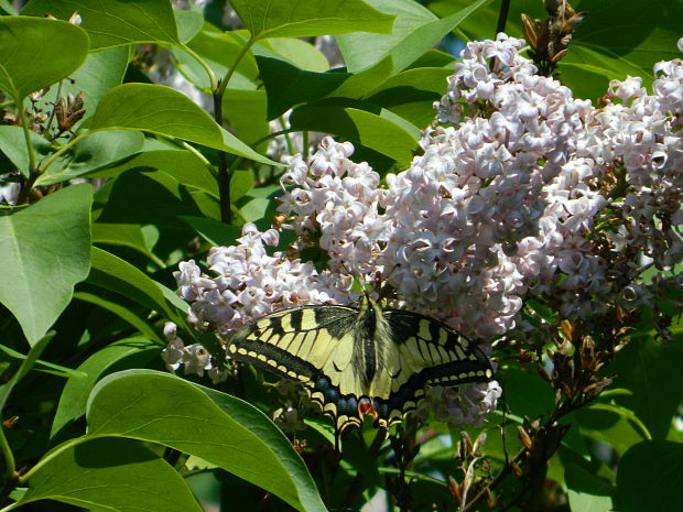 vidlochvost feniklový Papilio machaon