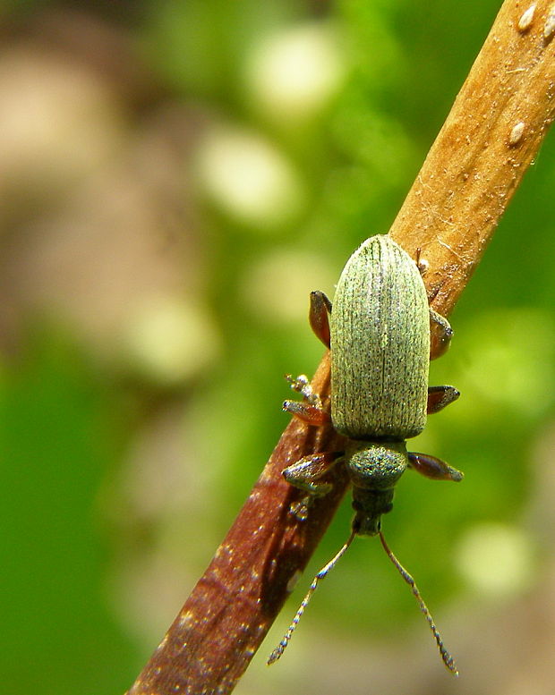 šupináčik Phyllobius pomaceus