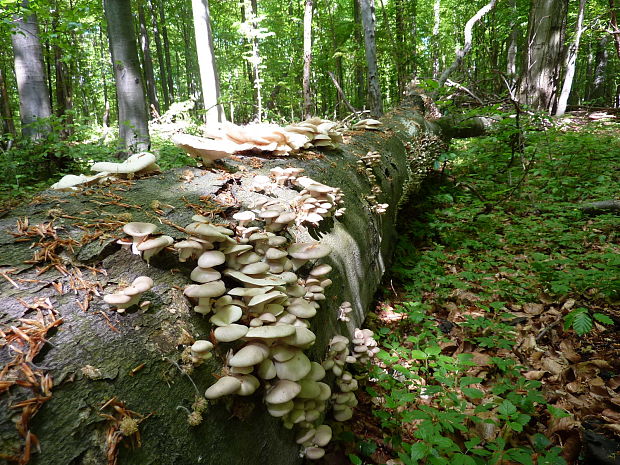 hliva buková Pleurotus pulmonarius (Fr.) Quél.