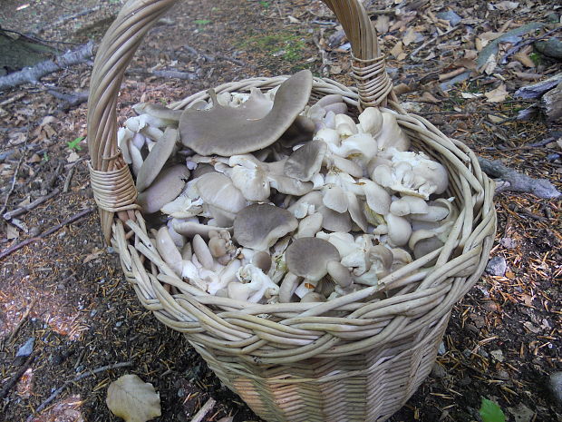 hliva buková Pleurotus pulmonarius (Fr.) Quél.