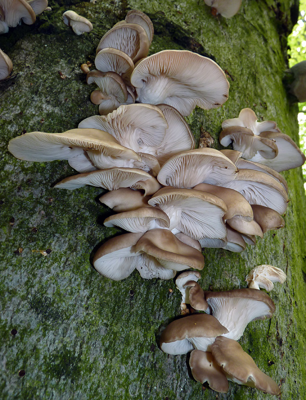 hliva buková Pleurotus pulmonarius (Fr.) Quél.