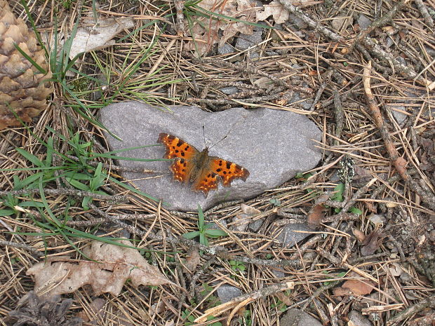 babočka zubatokrídla Polygonia c-album