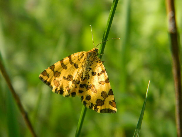 listnatka hluchavková Pseudopanthera macularia