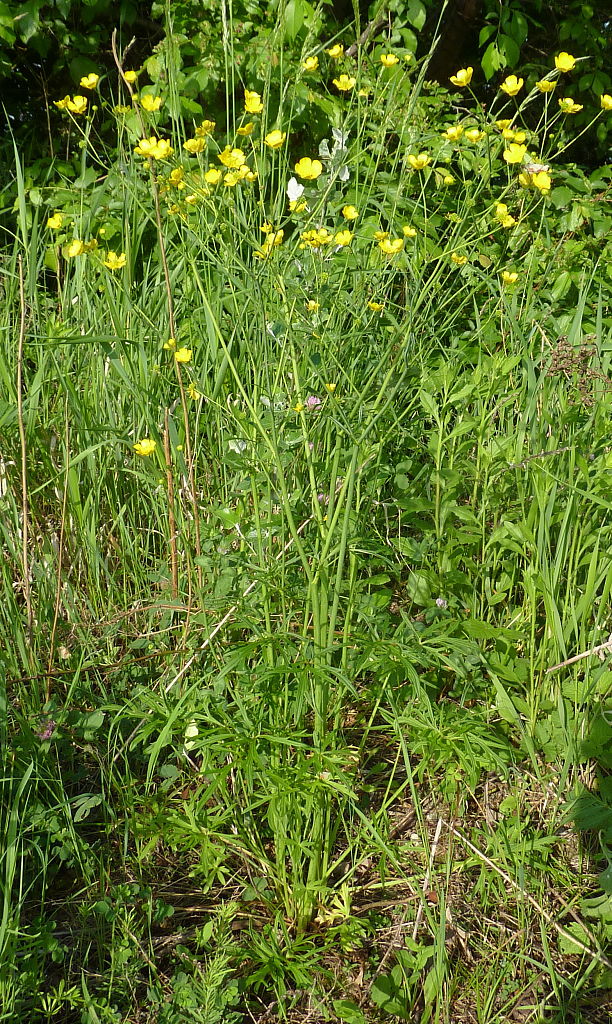 iskerník prudký Ranunculus acris L.