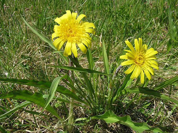 hadomor nízky Scorzonera humilis L.