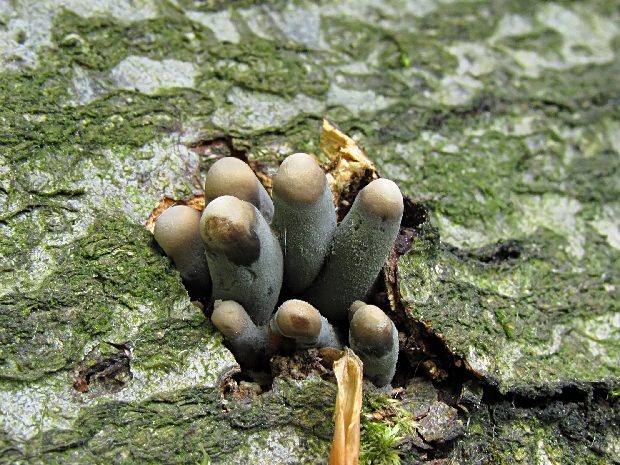 drevnatec kyjakovitý Xylaria polymorpha (Pers.) Grev.