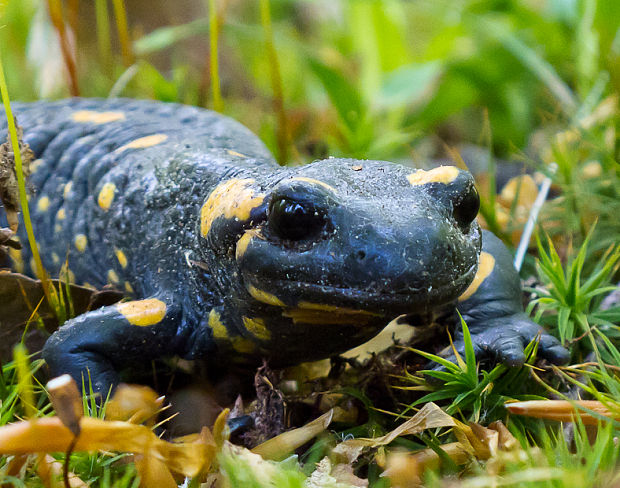 salamandra škvrnitá salamandra salamandra