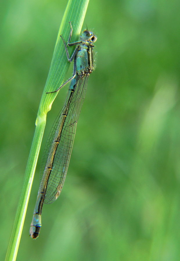 šidielko väčšie samička Ischnura elegans