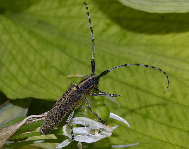 vrzúnik úzkoštíty Agapanthia villosoviridescens