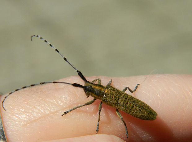 vrzúnik úzkoštíty Agapanthia villosoviridescens