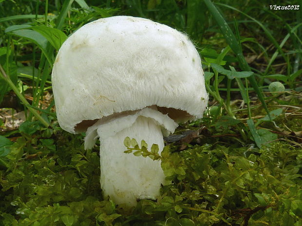 pečiarka poľná Agaricus campestris L.