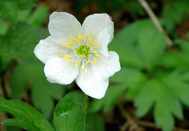 veternica  Anemone sp. L.