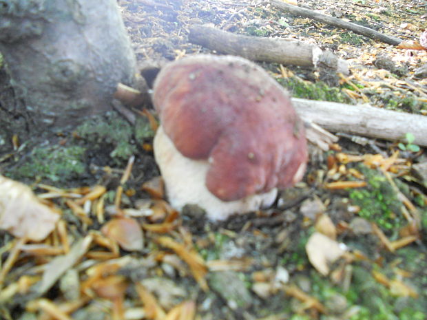 hríb sosnový Boletus pinophilus Pil. et Dermek in Pil.