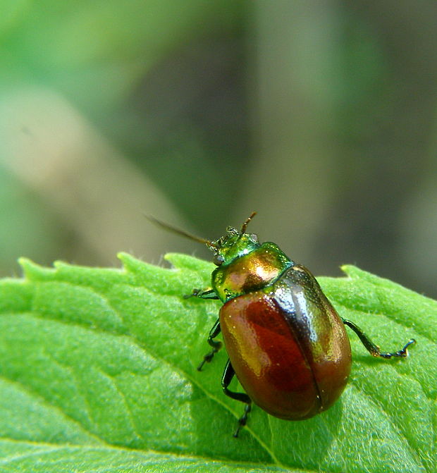 liskavka CHrysolina polita