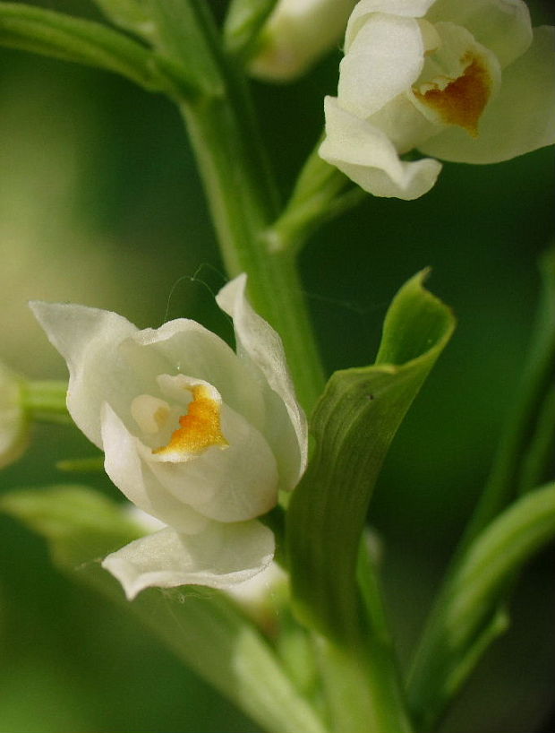 prilbovka dlholistá Cephalanthera longifolia (L.) Fritsch