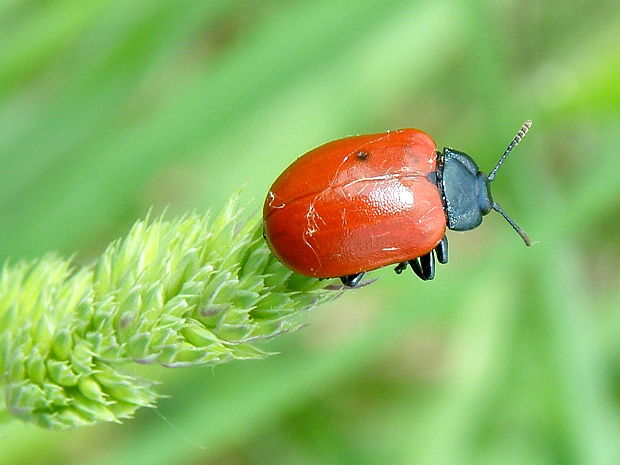 liskavka topoľová  Chrysomela populi  Linnaeus, 1758