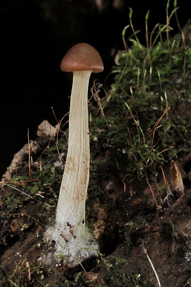 kapucňovec Conocybe sp.