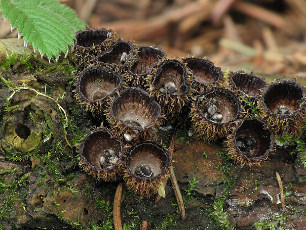 čiaškovec pásikavý Cyathus striatus (Huds.) Willd.