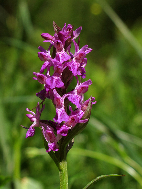 vstavačovec májový pravý Dactylorhiza majalis subsp. majalis (Reincherb.) Hunt & Summerh.