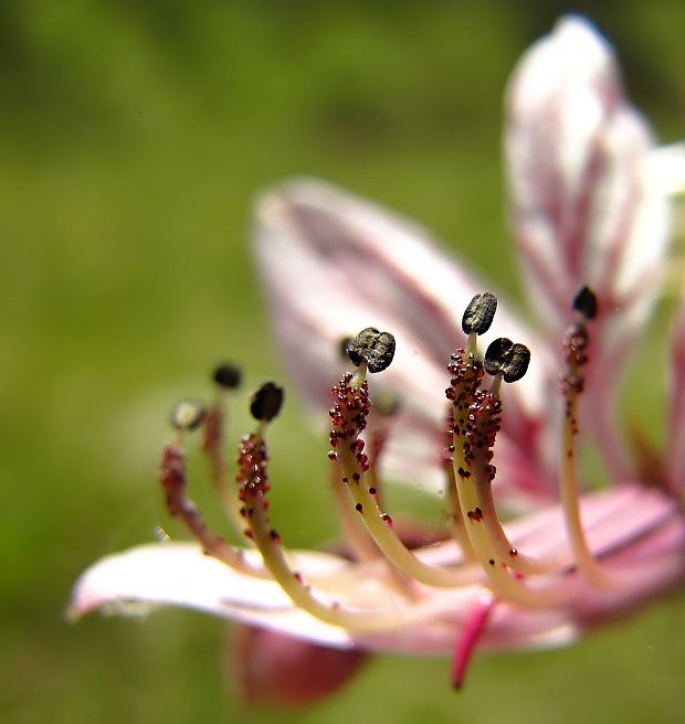 jasenec biely Dictamnus albus L.