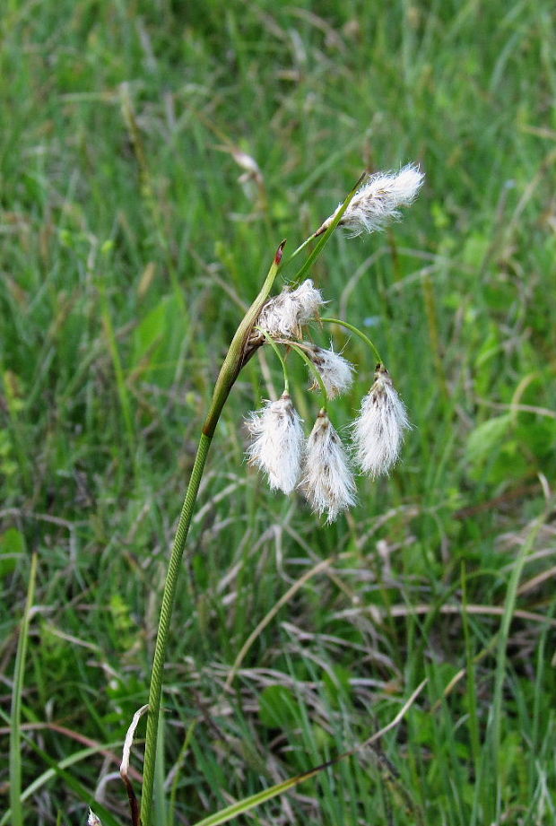 páperník úzkolistý Eriophorum angustifolium Honck.