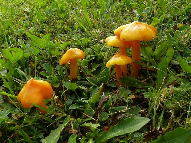 voskovka stálá (- Lúčnica hrotitá Hygrocybe persistens var. persistens  (Britzelm.) Singer 1940