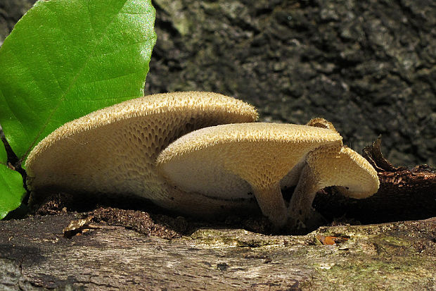 trúdnik plástovitý Lentinus arcularius (Batsch) Zmitr.