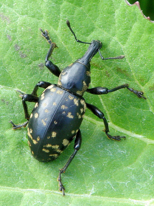 tvrdoň deväťsilový  Liparus glabrirostris  Küster, 1849