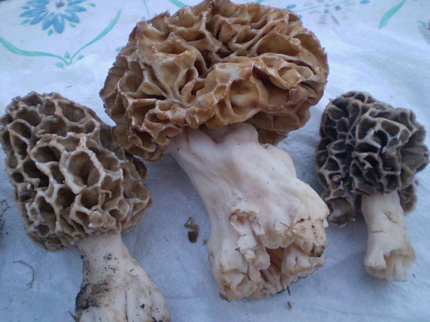 smrčok jedlý Morchella esculenta (L.) Pers.