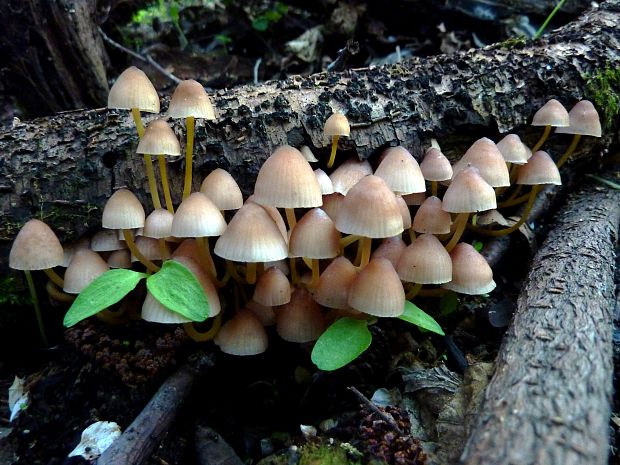 prilbička žltohlúbiková Mycena renati Quél.