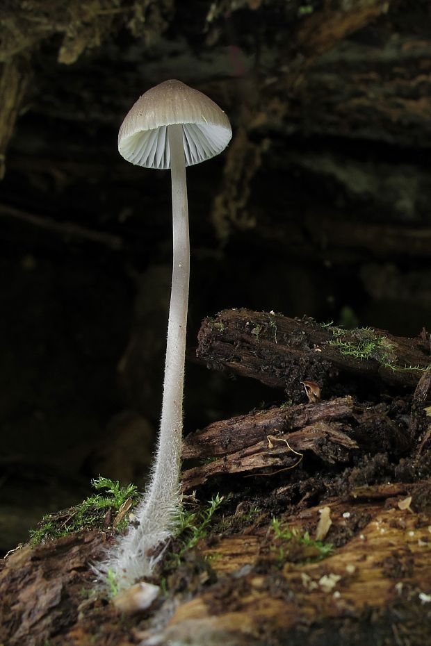 prilbička Mycena sp.