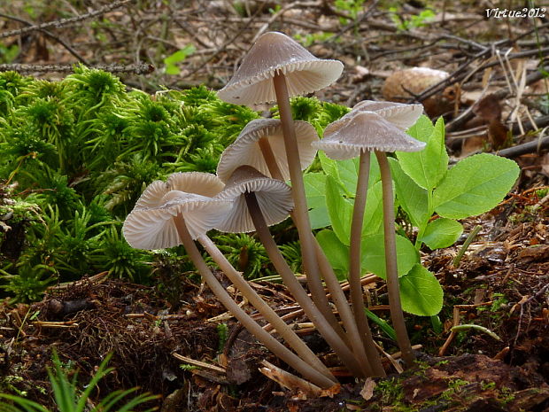 prilbička hnedosivá Mycena tintinnabulum (Paulet) Quél.