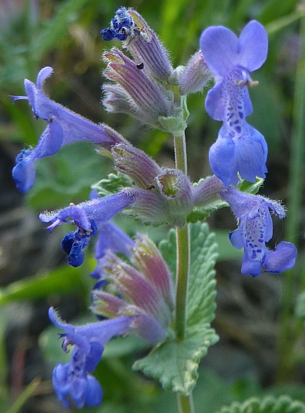 kocúrnik mussiniho Nepeta racemosa Lam.