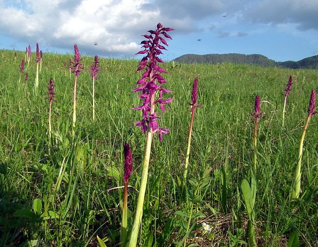 biotop - vstavač mužský poznačený Orchis mascula subsp. signifera (Vest) Soó